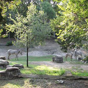 Dallas Zoo 2010 - Part of Grevy Zebra exhibit in Wilds of Africa