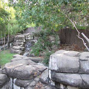 Dallas Zoo 2010 - Red-flanked Duiker exhibit in Wilds of Africa