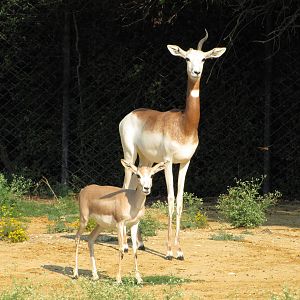 Dallas Zoo 2010 - Goitered Gazelle and Addra Gazelle in Wilds of Africa