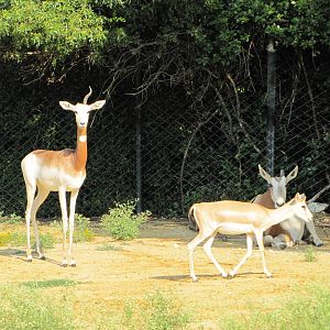 Dallas Zoo 2010 - Three species in one photo