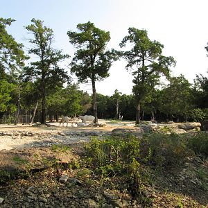 Dallas Zoo 2010 - Addax exhibit in Wilds of Africa