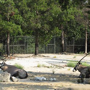 Dallas Zoo 2010 - Gemsbok in Wilds of Africa