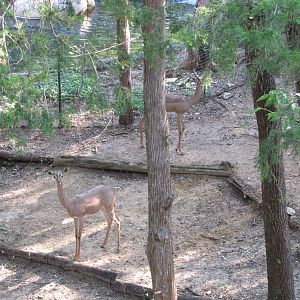 Dallas Zoo 2010 - Gerenuk in Wilds of Africa