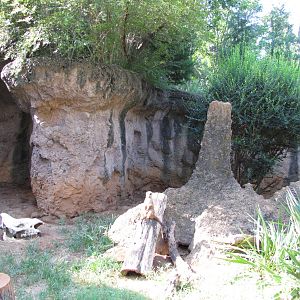 Dallas Zoo 2010 - Part of the Meerkat exhibit