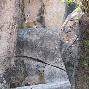 Dallas Zoo 2010 - Klipspringers