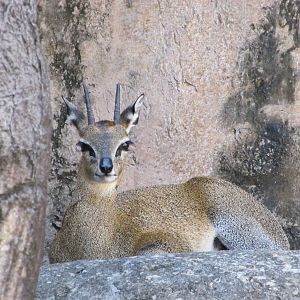 Dallas Zoo 2010 - Klipspringer
