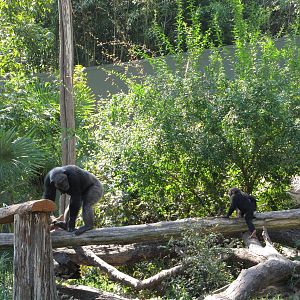 Dallas Zoo 2010 - Young Chimpanzee follows its mother around