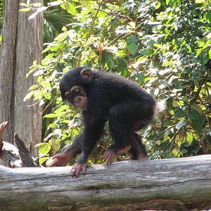 Dallas Zoo 2010 - Young Chimpanzee follows its mother around