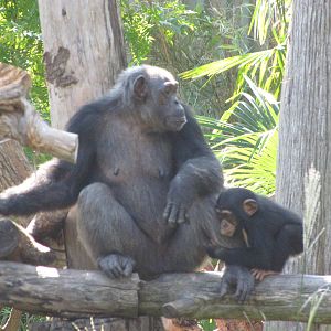 Dallas Zoo 2010 - Young Chimpanzee follows its mother around