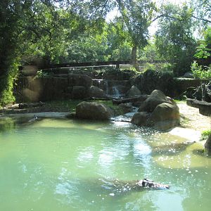 Dallas Zoo 2010 - Nile Crocodile exhibit