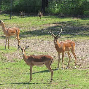 Dallas Zoo 2010 - Impalas in Giants of the Savanna