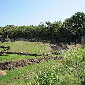 Dallas Zoo 2010 - Impala group in Giants of the Savanna