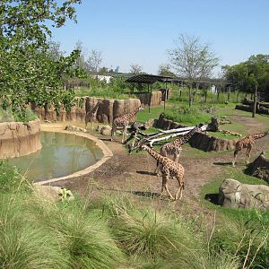 Dallas Zoo 2010 - Part of the Giraffe exhibit in Giants of the Savanna