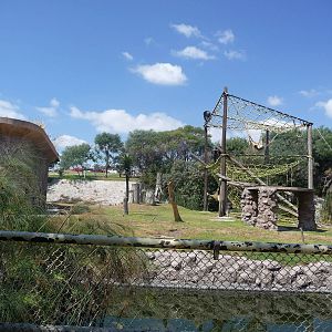 chimpanzee exhibit africam safari