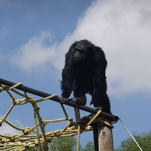 male chimpanzee africam safari