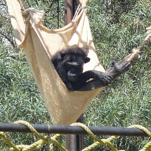 chimpanzee africam safari