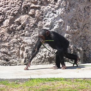 chimpanzee africam safari
