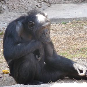 chimpanzee africam safari