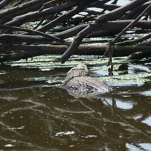 morelet`s crocodile africam safari