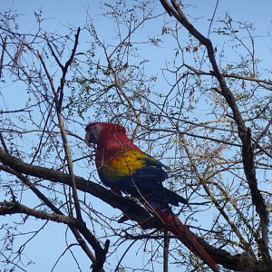 scarlet macaw africam safari