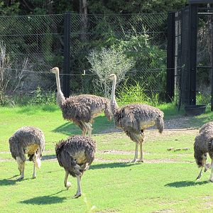 Dallas Zoo 2010 - Ostrich group in Giants of the Savanna