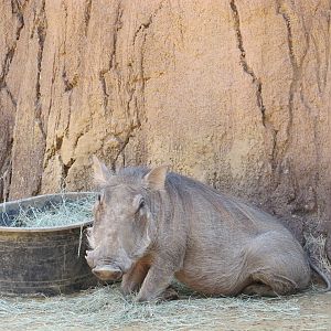 Dallas Zoo 2010 - Warthog in Giants of the Savanna