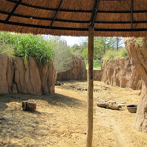 Dallas Zoo 2010 - Warthog exhibit in Giants of the Savanna