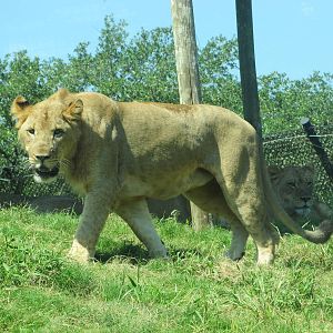 Dallas Zoo 2010 - Young African Lion in Giants of the Savanna