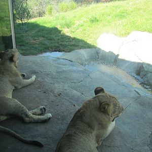 Dallas Zoo 2010 - Something to look at while you eat your hamburger