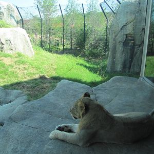Dallas Zoo 2010 - Something to look at while you eat your hamburger