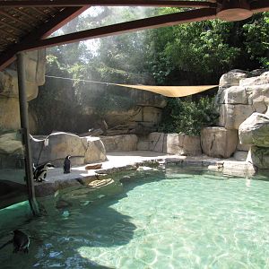 Dallas Zoo 2010 - Left side of the Jackass Penguin exhibit