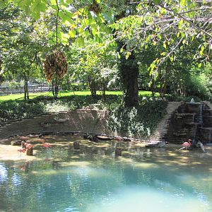Dallas Zoo 2010 - Present Flamingo exhibit in Zoo North