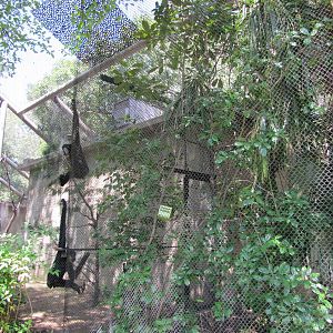 Dallas Zoo 2010 - White-cheeked Gibbons in Zoo North