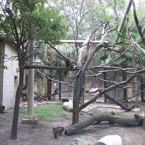 Dallas Zoo 2010 - Mona Monkey and Allens Swamp Monkey exhibit in Zoo North
