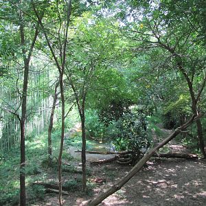 Dallas Zoo 2010 - Inside the ExxonMobil Endangered Tiger Habitat in Zoo Nor