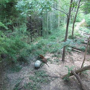 Dallas Zoo 2010 - Sumatran Tiger in the ExxonMobil Endangered Tiger Habitat