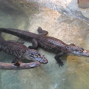 Dallas Zoo 2010 - American Alligators in the Bird and Reptile House