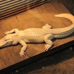 Dallas Zoo 2010 - White American Alligator in the Bird and Reptile House