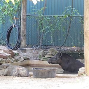 Dallas Zoo 2010 - Brazilian Tapir and Collared Peccary mixed in Zoo North