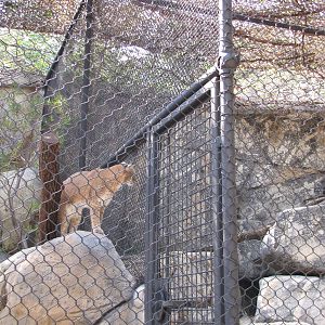 Dallas Zoo 2010 - Bobcat in Cat Row in Zoo North