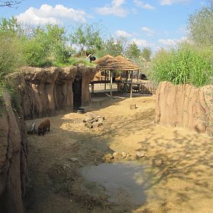 Dallas Zoo 2010 - Red River Hog exhibit in Giants of the Savanna