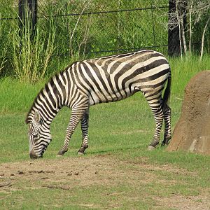Dallas Zoo 2010 - Grants Zebra in Giants of the Savanna