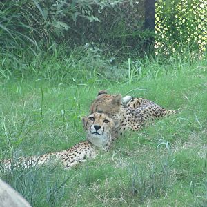 Dallas Zoo 2010 - Cheetahs in Giants of the Savanna