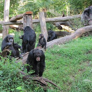 Dallas Zoo 2010 - Chimpanzees
