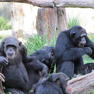 Dallas Zoo 2010 - Chimpanzees