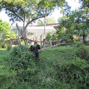 Dallas Zoo 2010 - Center of the outstanding Kimberly-Clark Chimpanzee Fores