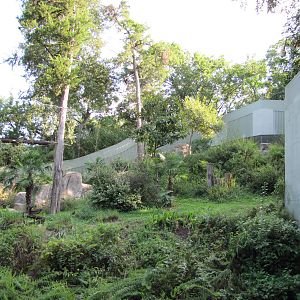 Dallas Zoo 2010 - Right side of the outstanding Kimberly-Clark Chimpanzee F