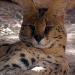 Serval / Leptailurus serval