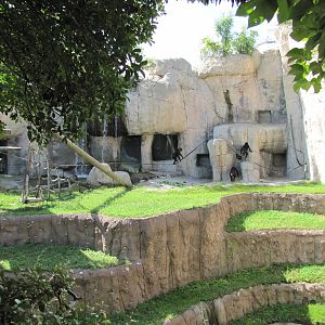 Fort Worth Zoo 2010 - Right part of the Bonobo exhibit in World of Primates