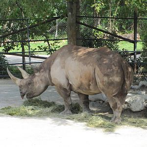 Fort Worth Zoo 2010 - Black Rhinoceros